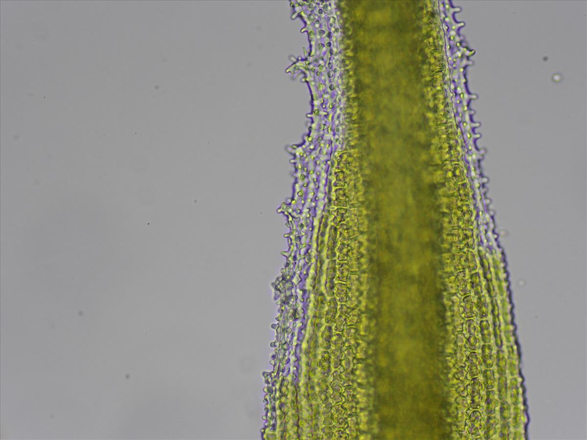 Racomitrium lanuginosum (door Lukas Verboom)