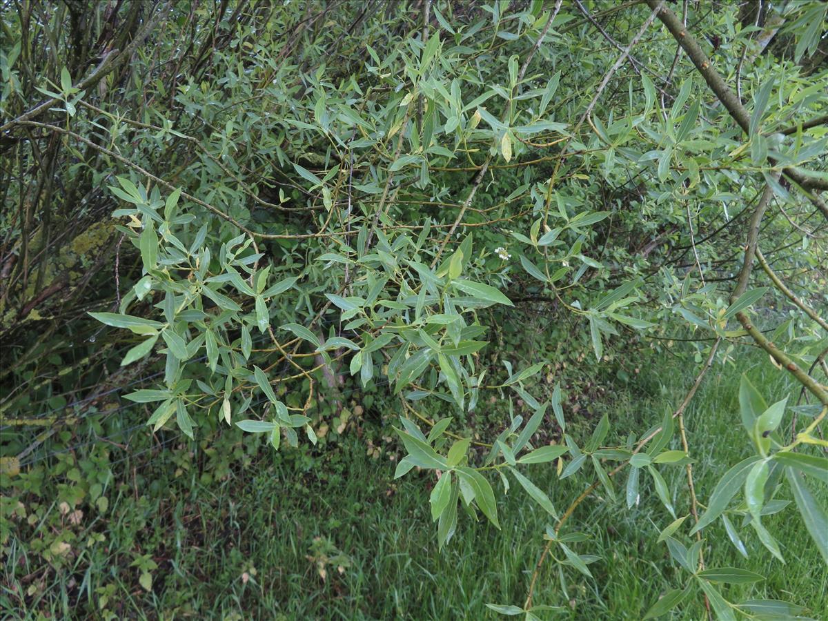 Salix purpurea subsp. lambertiana (door Frank van Gessele)