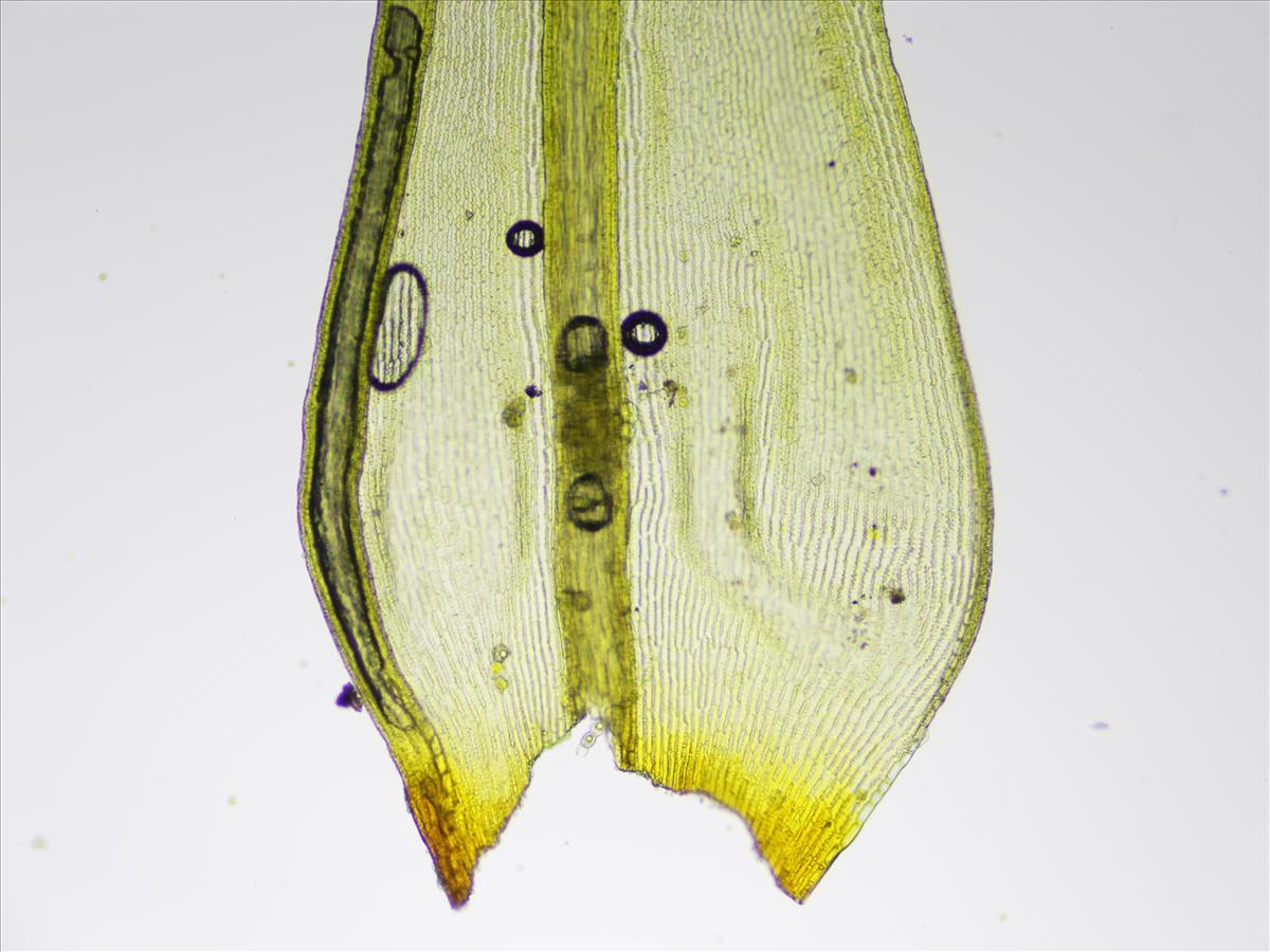 Racomitrium lanuginosum (door Lukas Verboom)