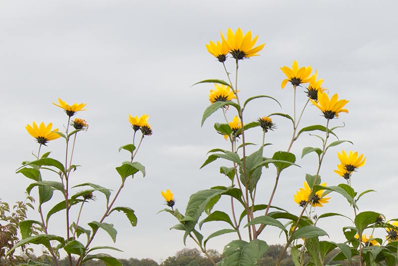 Helianthus tuberosus (door Valentine Kalwij)