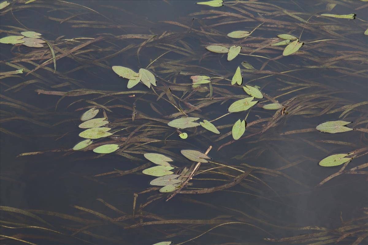 Sagittaria sagittifolia (door Stef van Walsum)