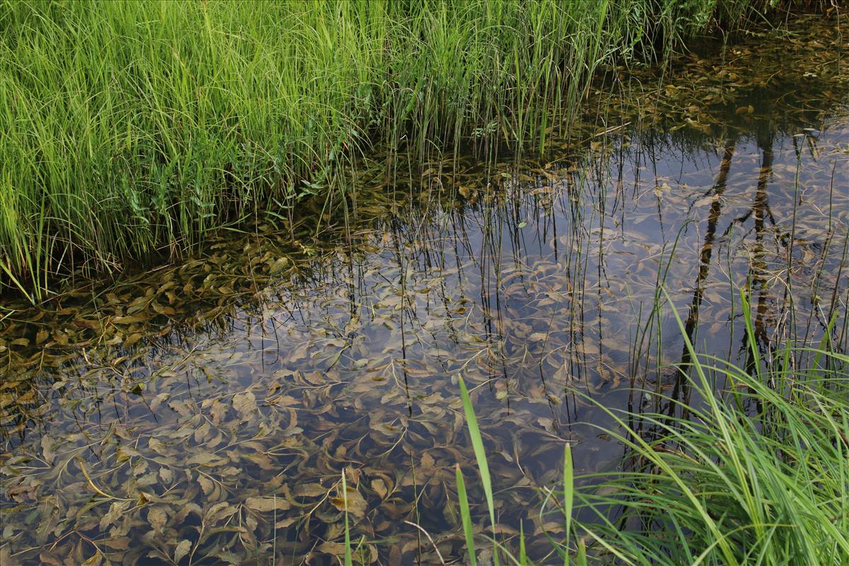 Potamogeton lucens (door Stef van Walsum)