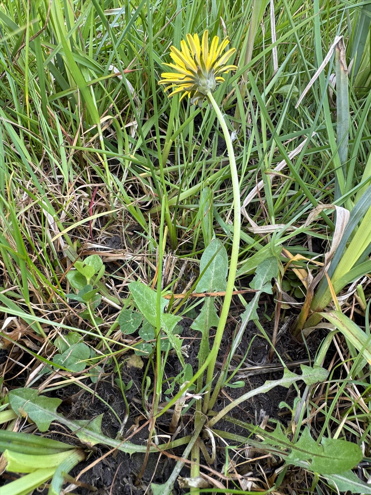 Taraxacum akteum (door Jelle J. Hofstra)