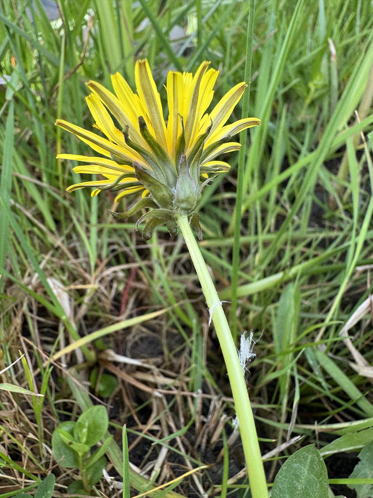 Taraxacum akteum (door Jelle J. Hofstra)