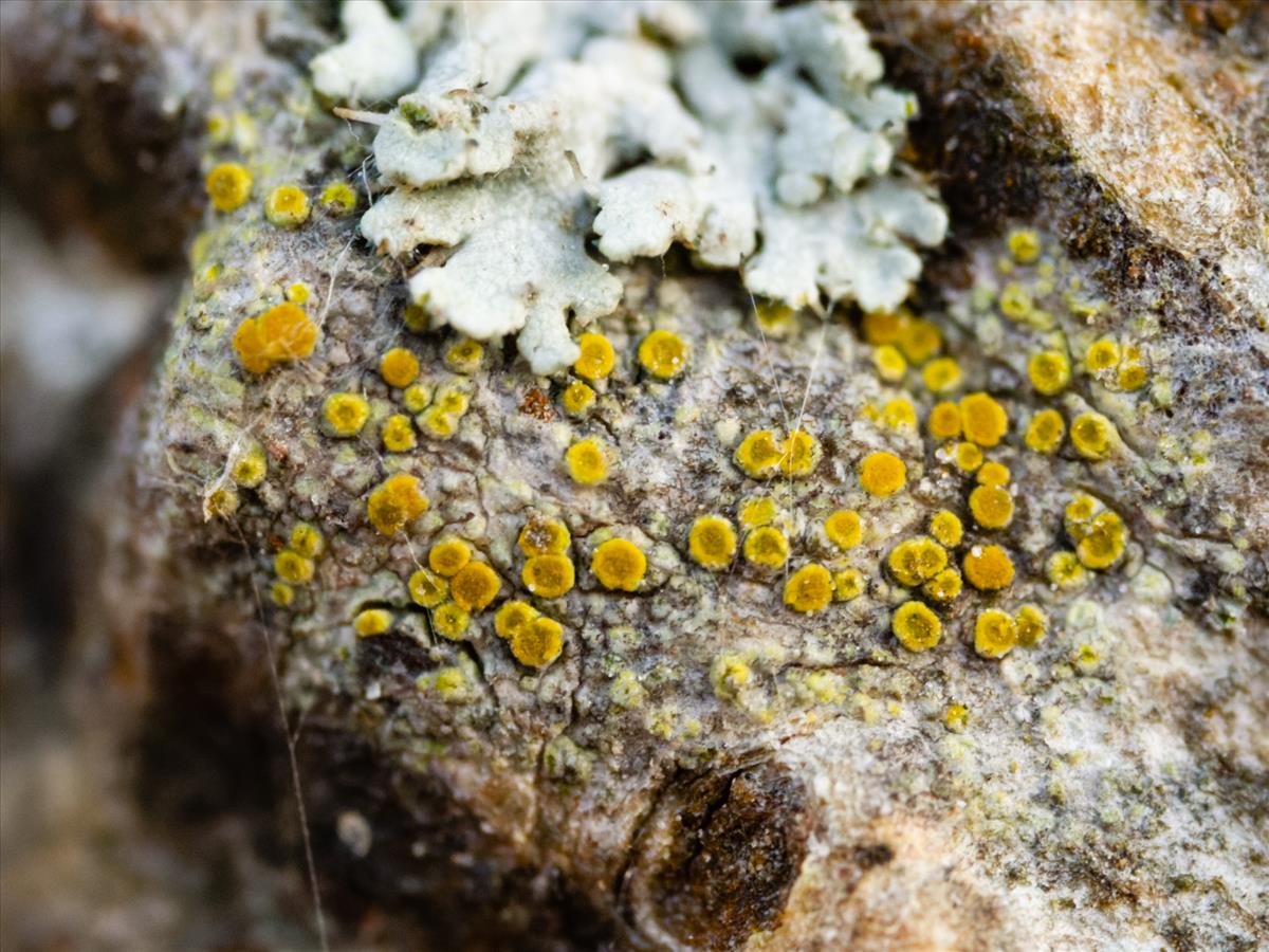 Athallia cerinella (door Matthijs Molenaar)