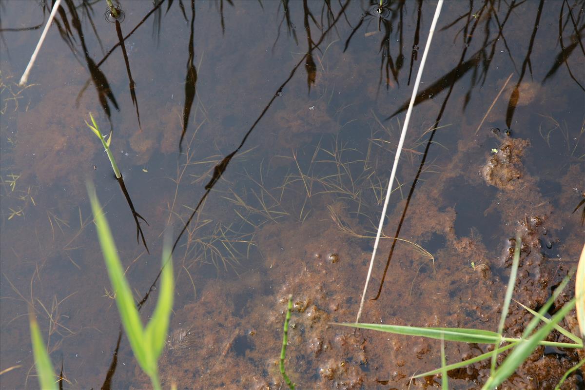 Potamogeton berchtoldii (door Stef van Walsum)