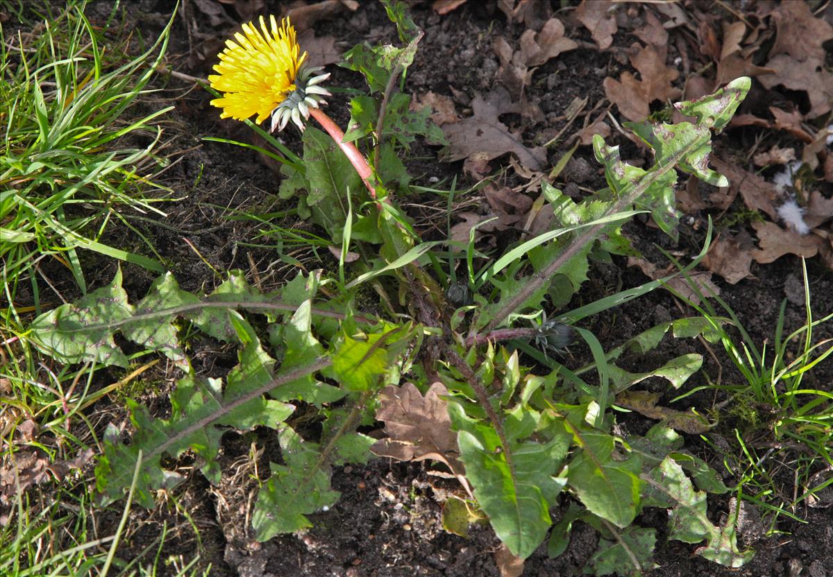 Taraxacum ekmaniiforme (door Jelle Hofstra)