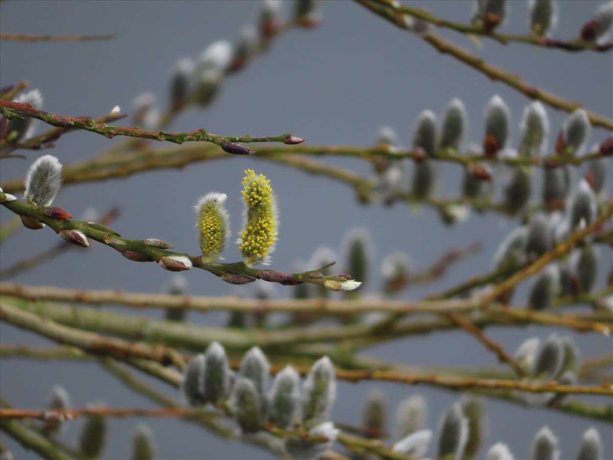 Salix x sericans (door Frank van Gessele)