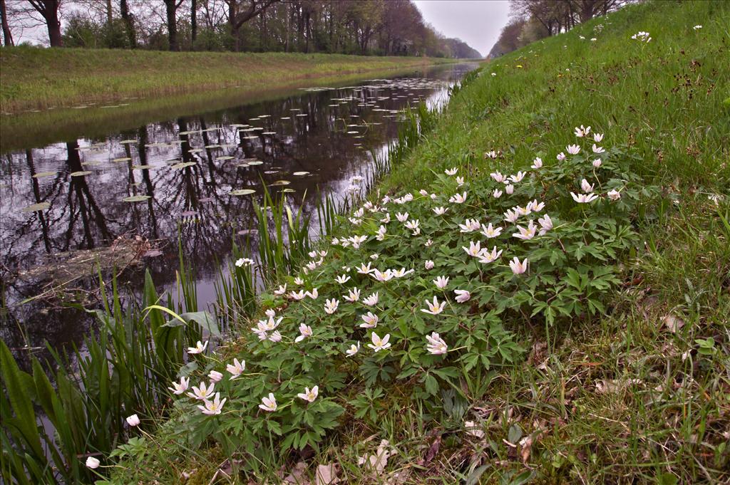 Anemone nemorosa (door Jelle Hofstra)