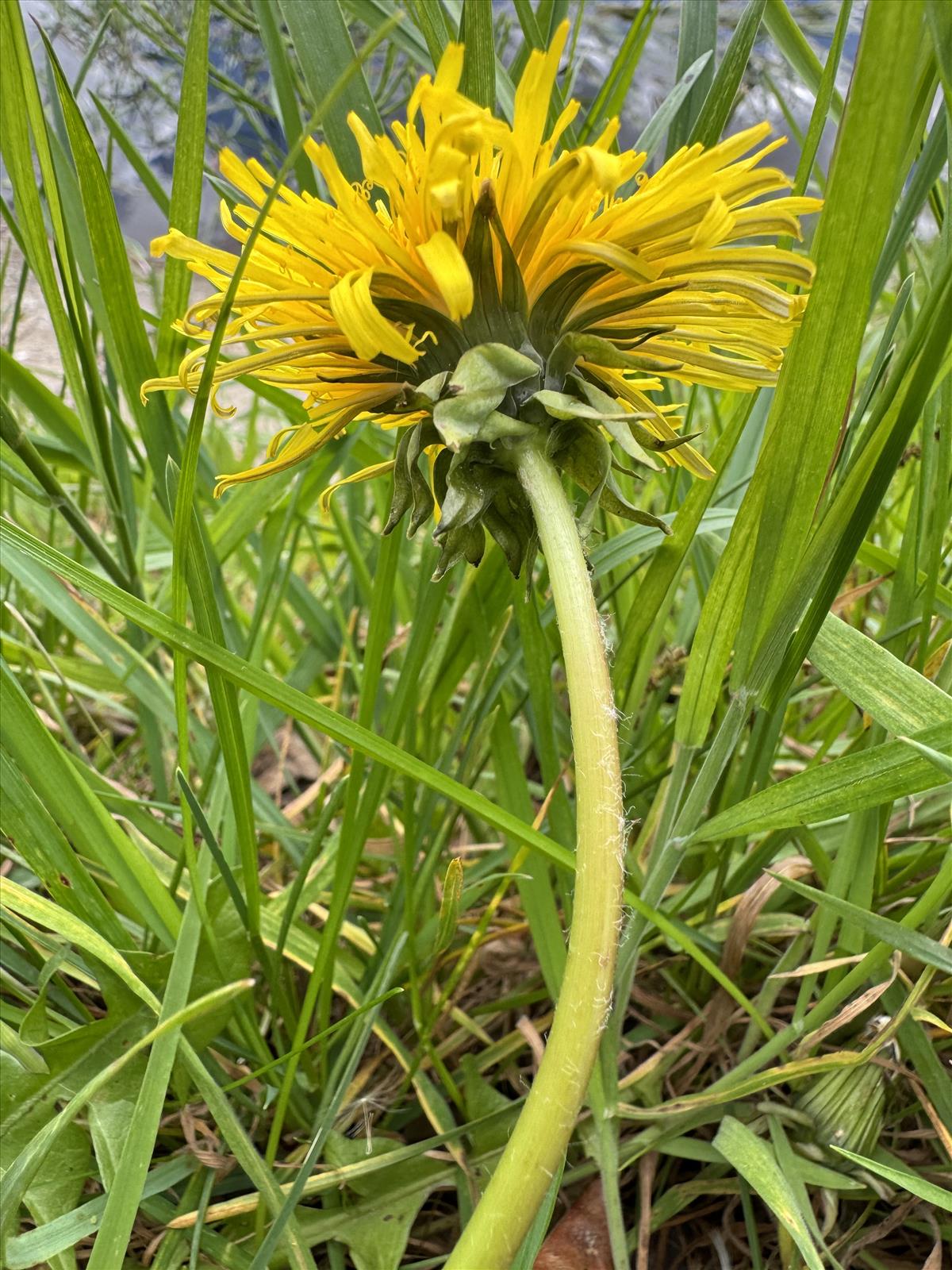 Taraxacum aequilobum (door Jelle J. Hofstra)