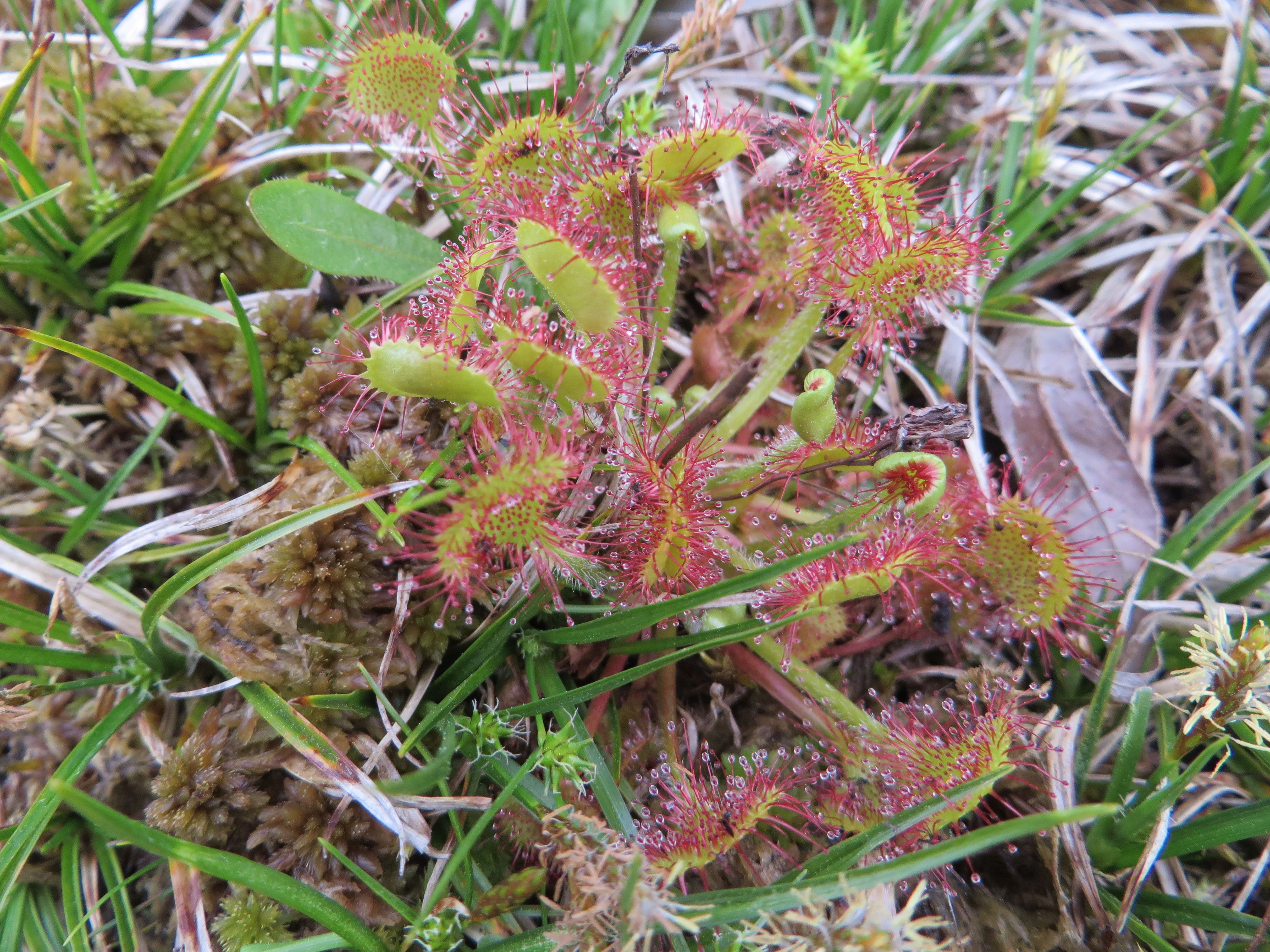 Drosera rotundifolia (door Han Beeuwkes)