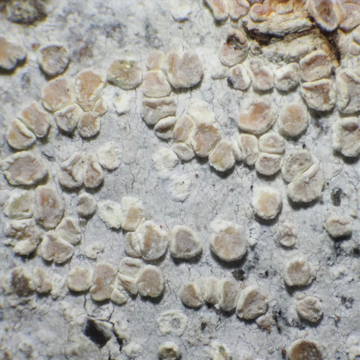 Lecanora albella (door Tom Schier)