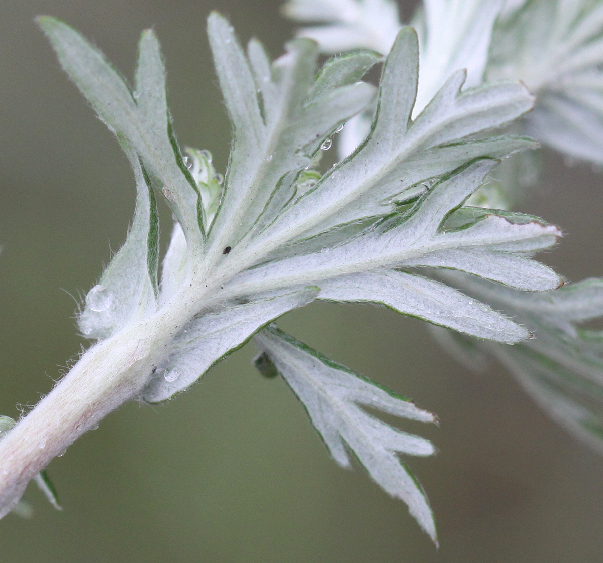 Potentilla argentea (door Peter Meininger)