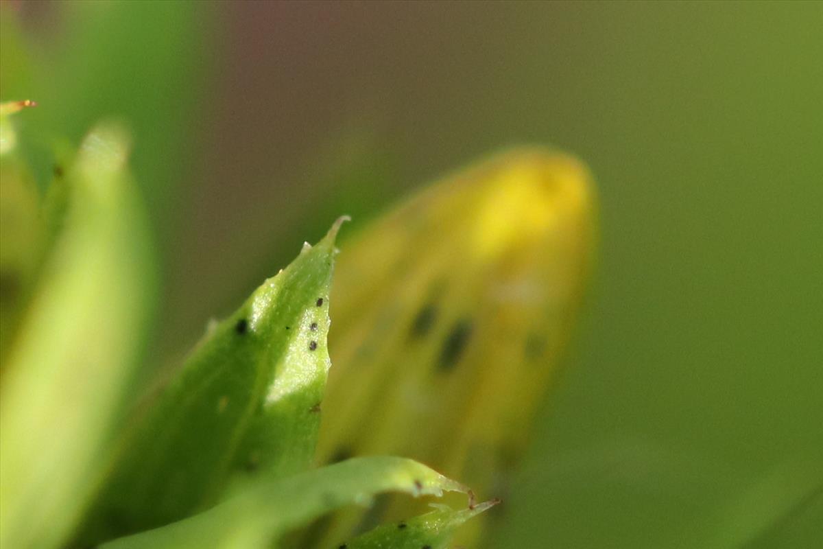 Hypericum x desetangsii (door Jaap Oosterom)