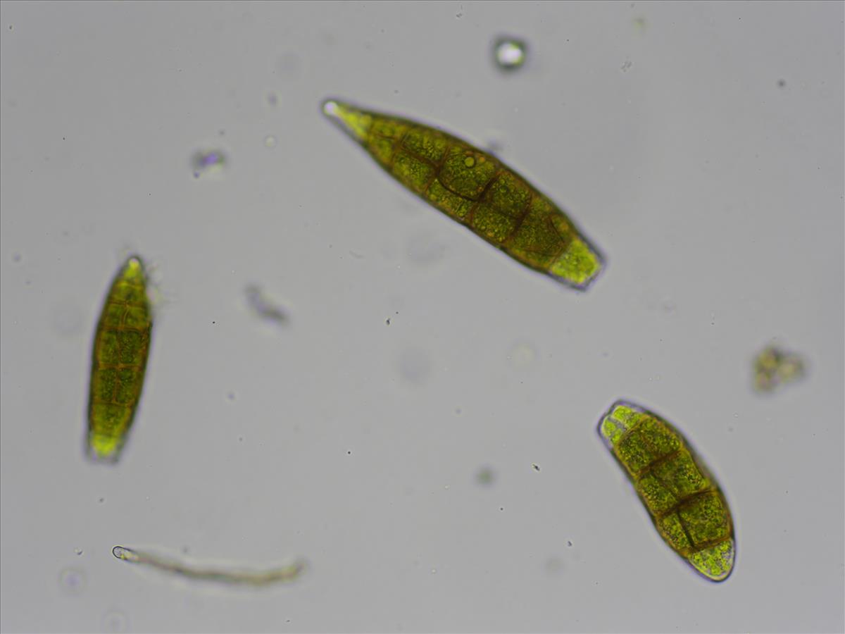 Zygodon viridissimus var. stirtonii (door Lukas Verboom)