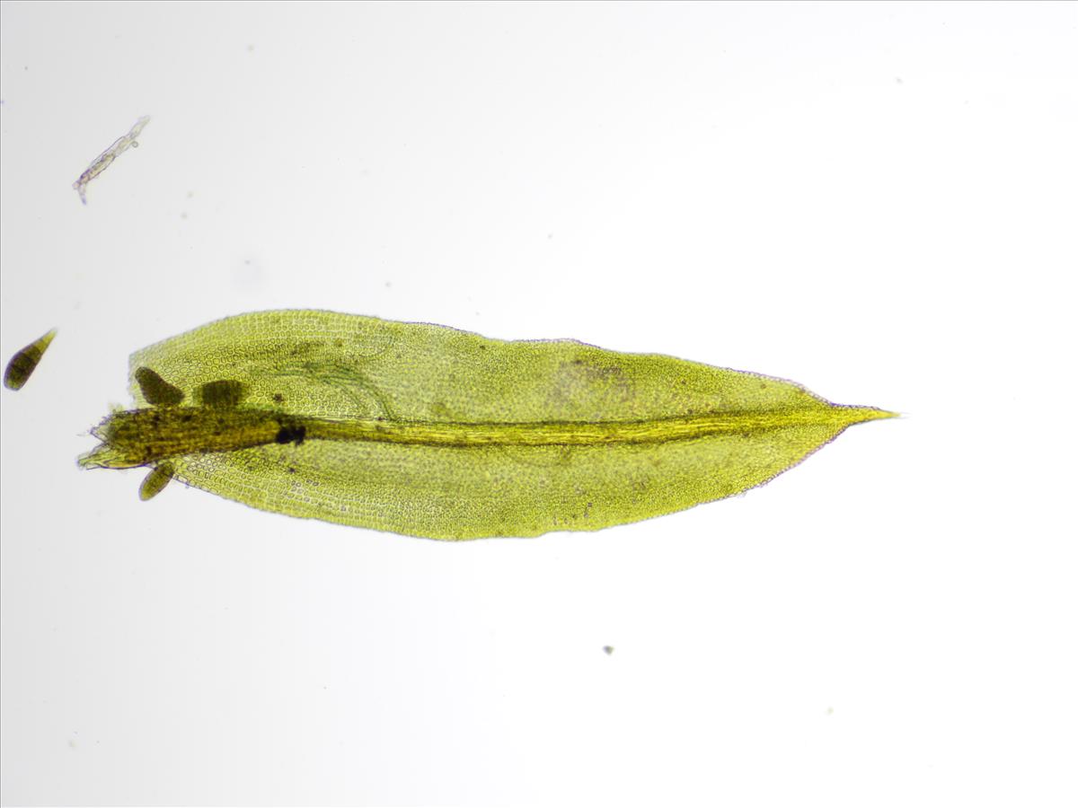 Zygodon viridissimus var. stirtonii (door Lukas Verboom)