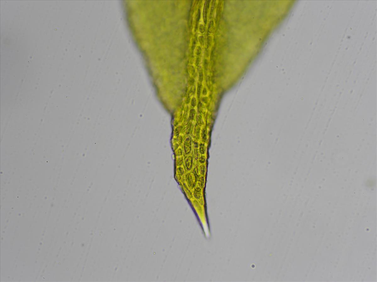 Zygodon viridissimus var. stirtonii (door Lukas Verboom)