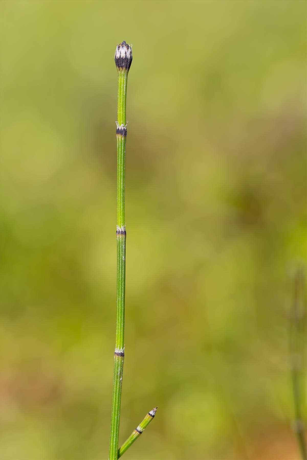 Equisetum variegatum (door Bert Blok)