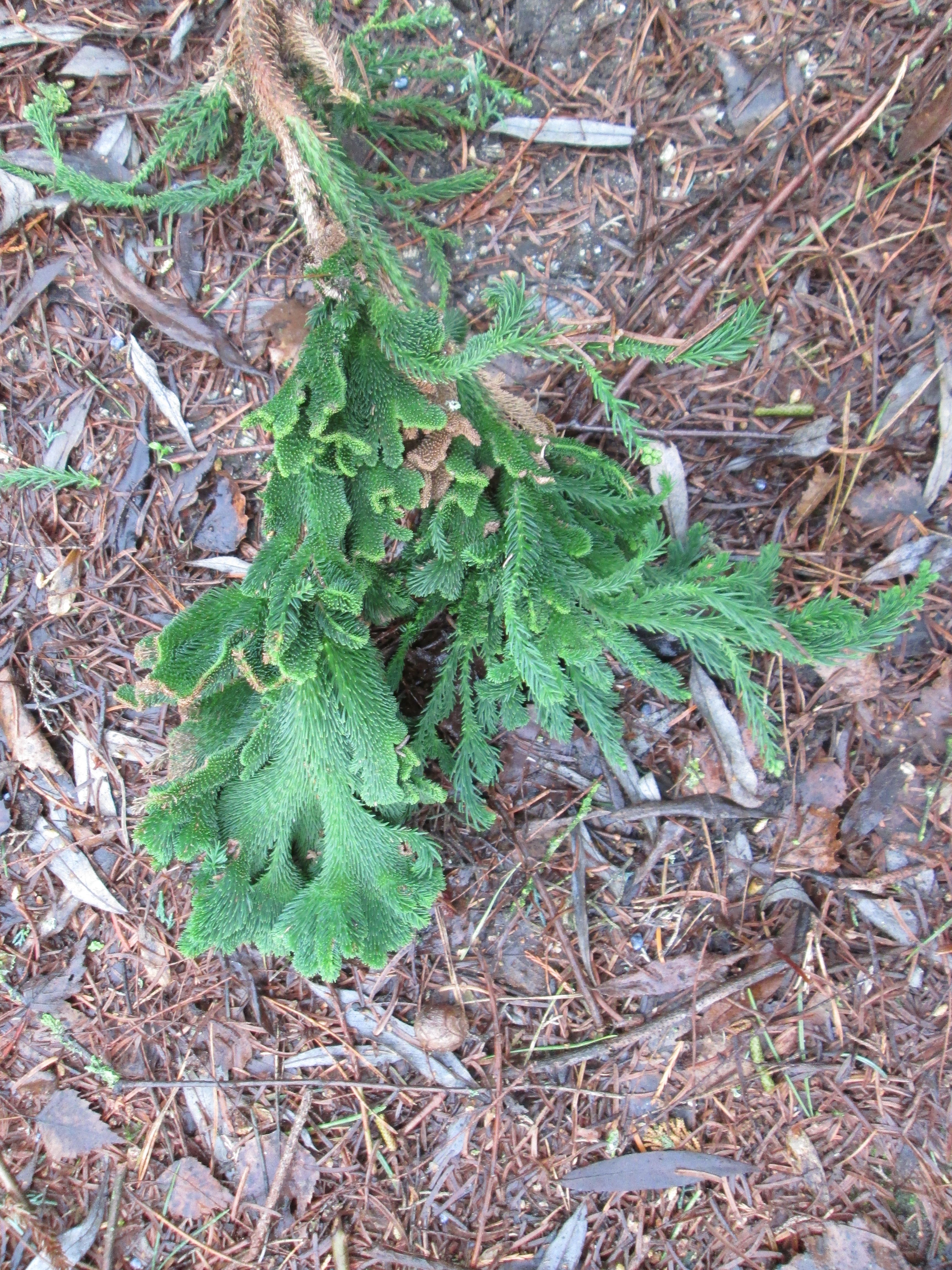 Cryptomeria japonica (door Toon Verrijdt)