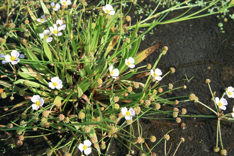 Baldellia ranunculoides subsp. repens (door Egbert de Boer)