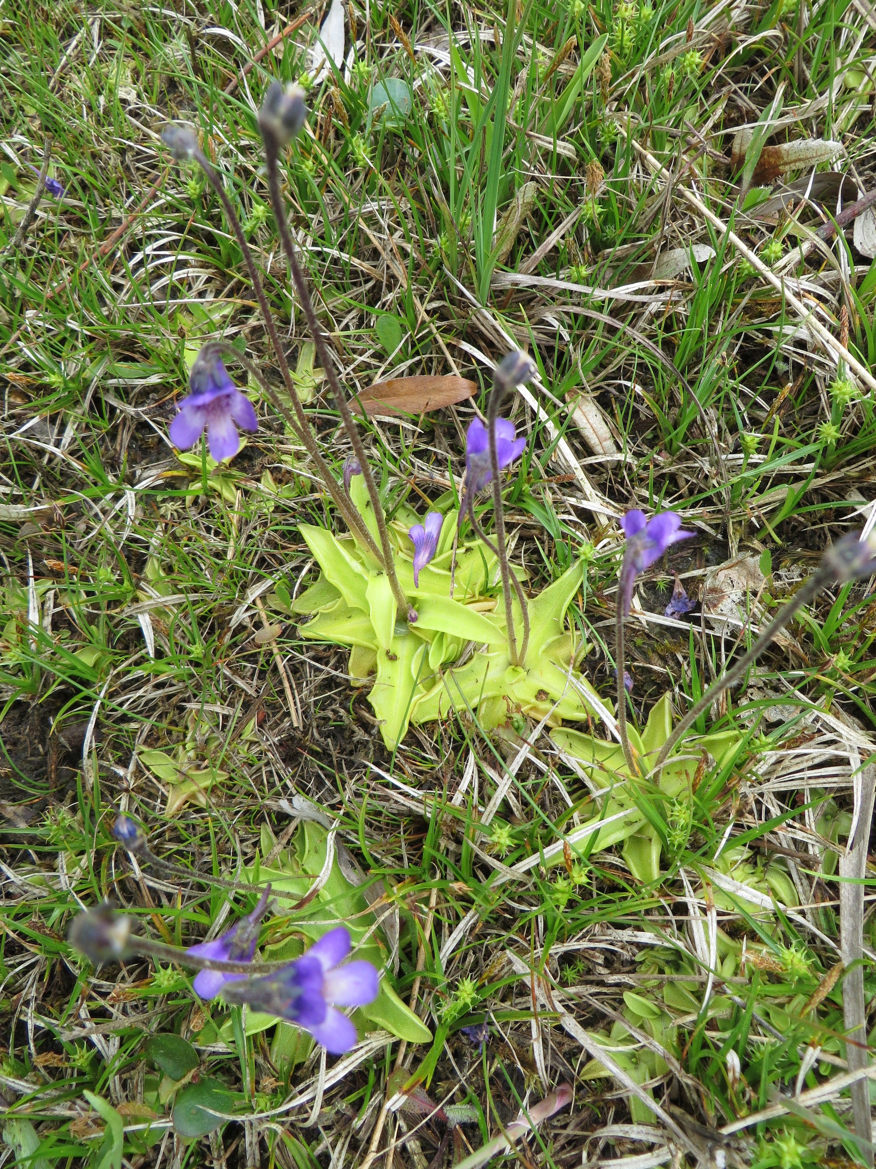 Pinguicula vulgaris (door Han Beeuwkes)