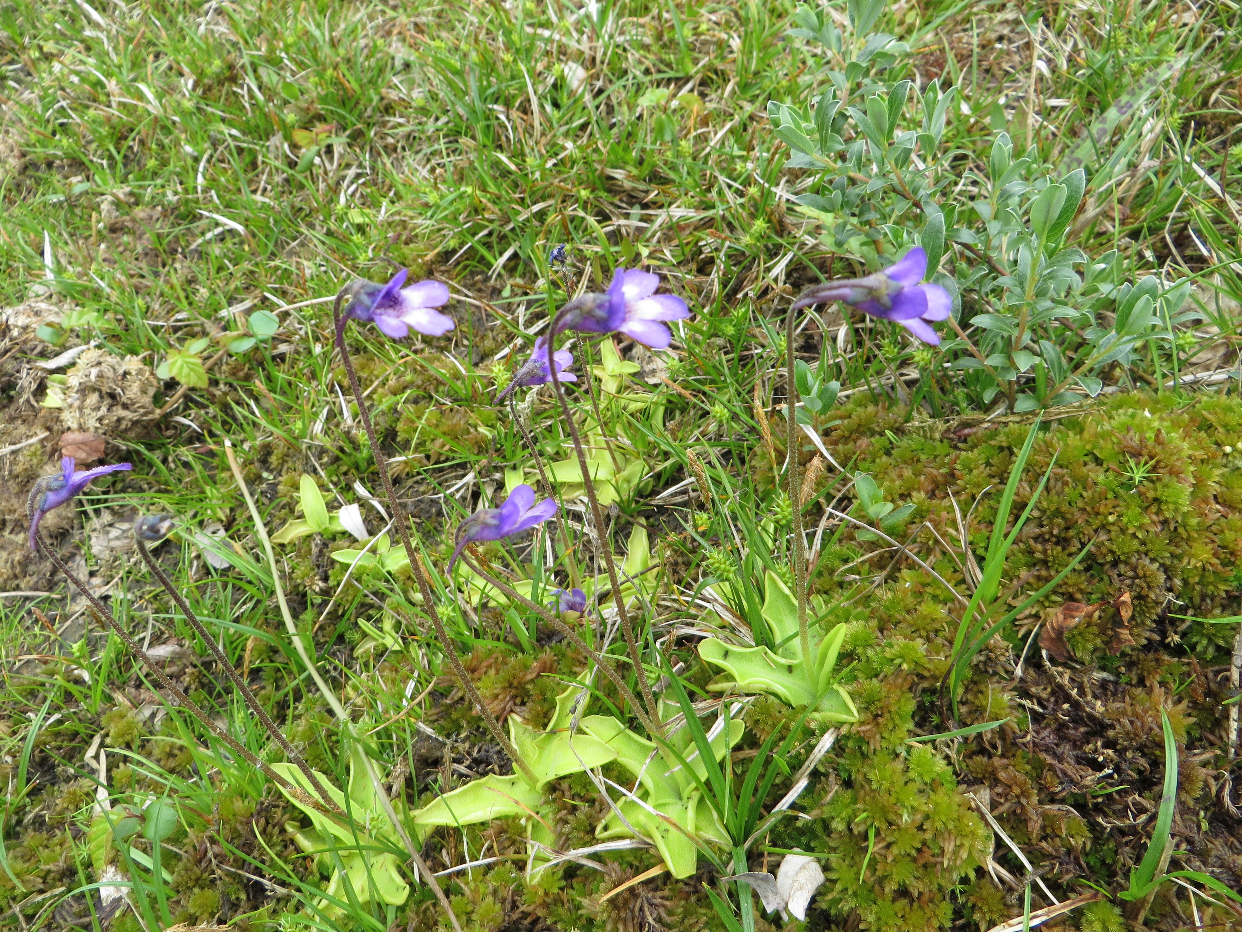 Pinguicula vulgaris (door Han Beeuwkes)