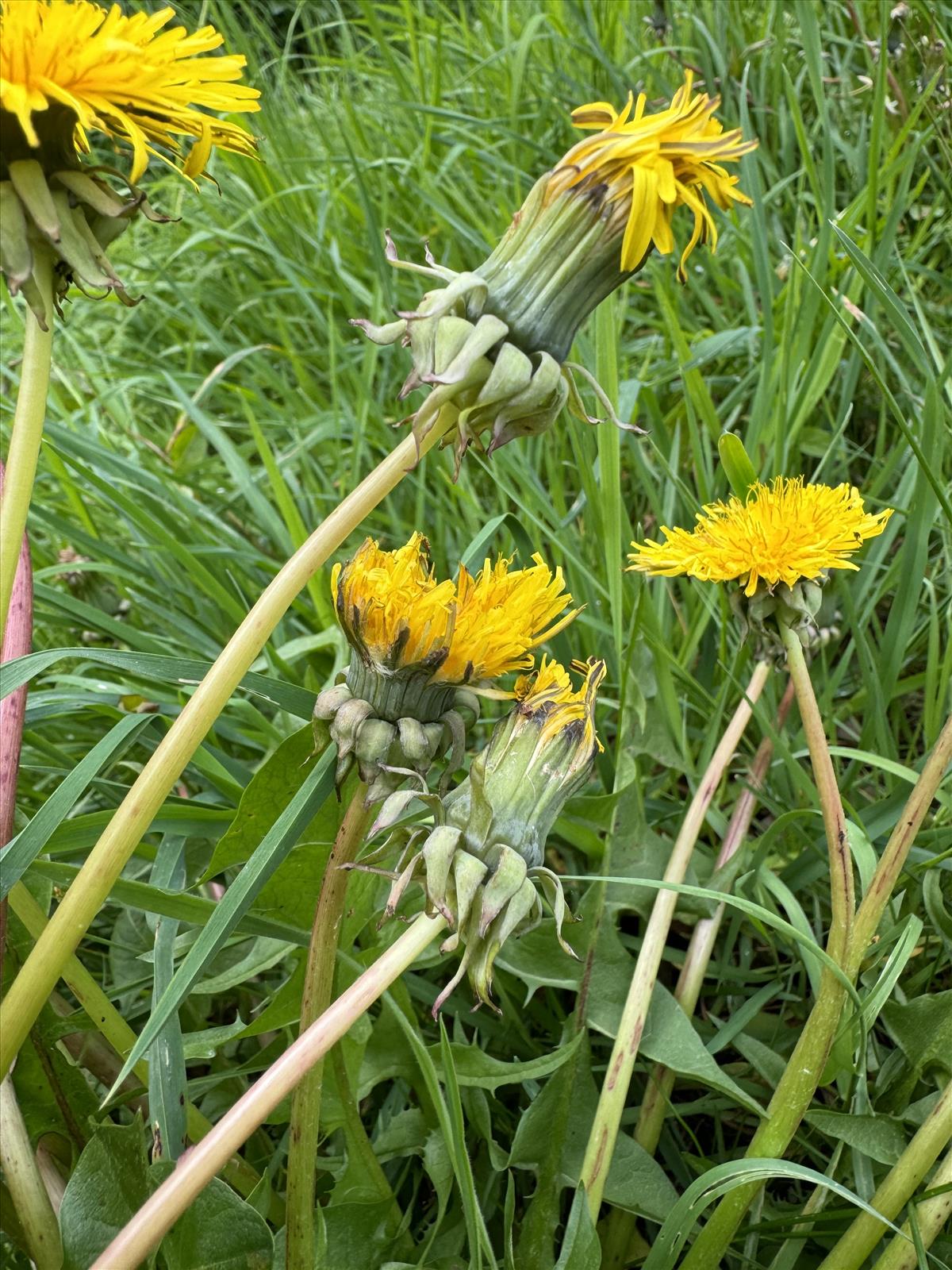 Taraxacum aequilobum (door Jelle J. Hofstra)