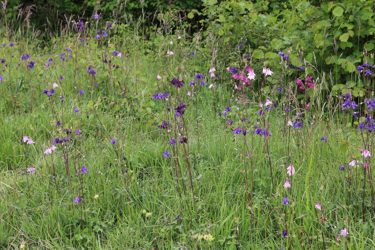 Aquilegia vulgaris (door Stef van Walsum)