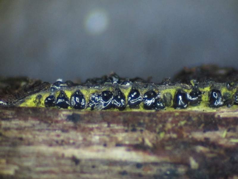 Eutypa flavovirens (door Marian Jagers)