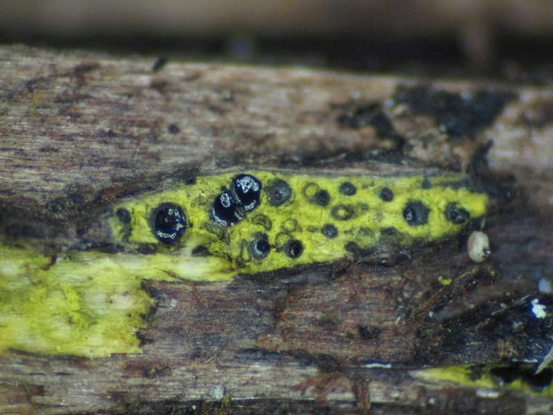 Eutypa flavovirens (door Marian Jagers)