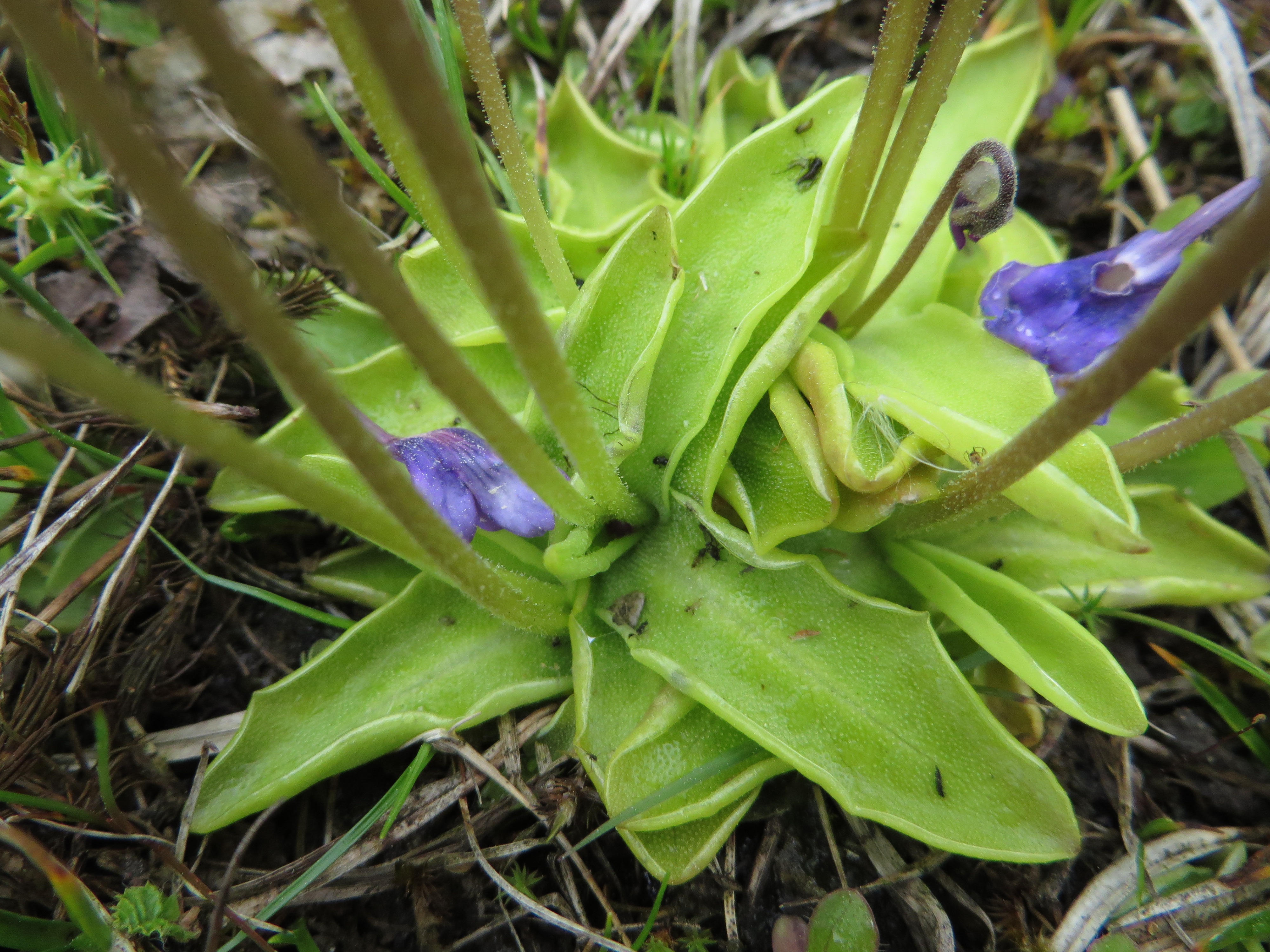 Pinguicula vulgaris (door Han Beeuwkes)