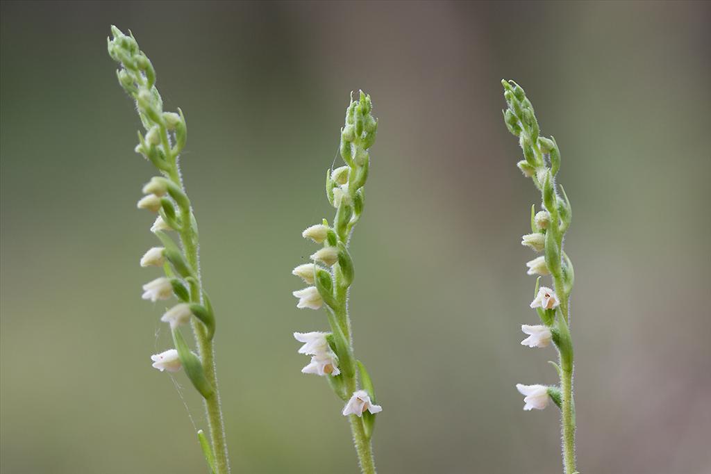 Goodyera repens (door Bert Blok)