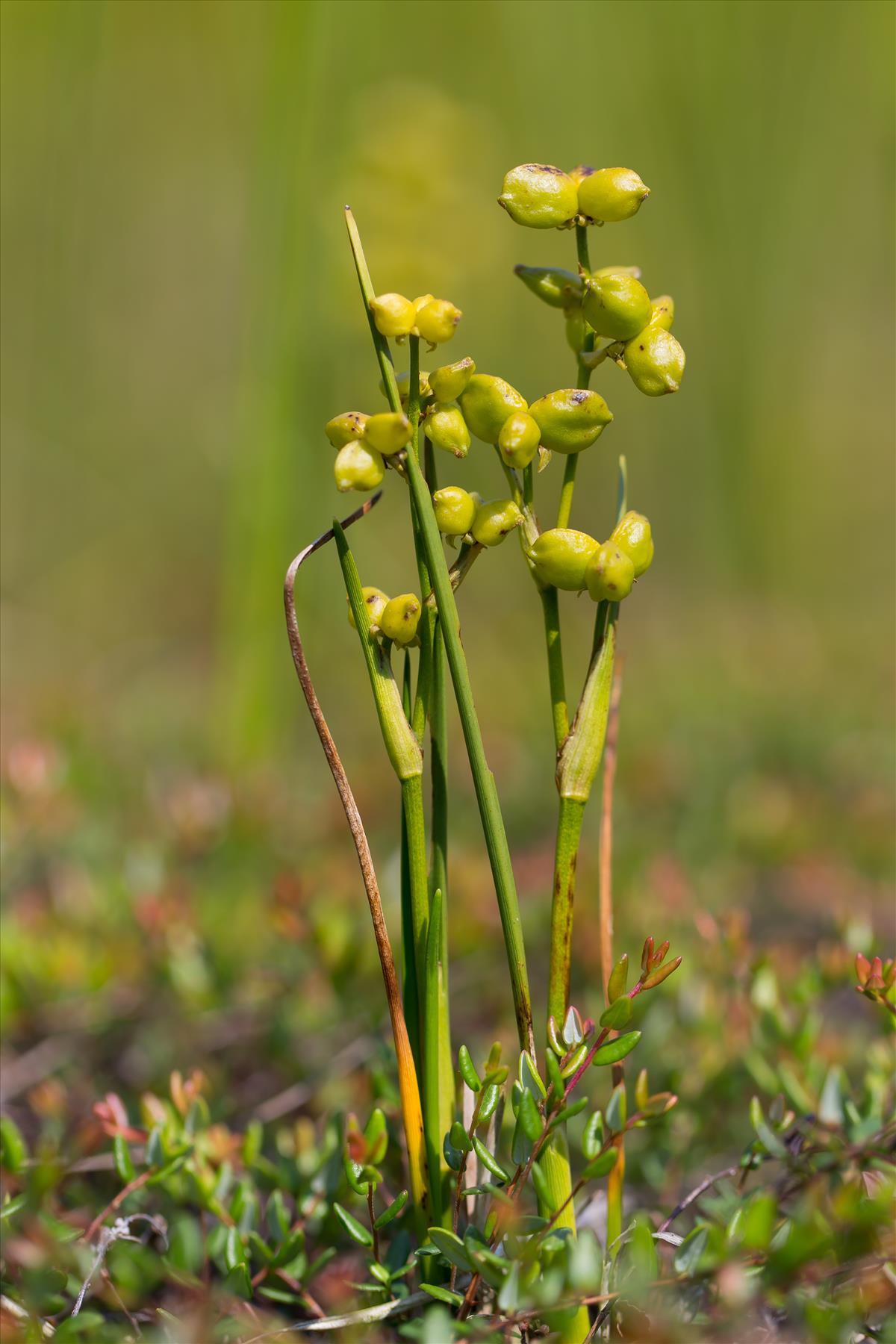 Scheuchzeria palustris (door Bert Blok)
