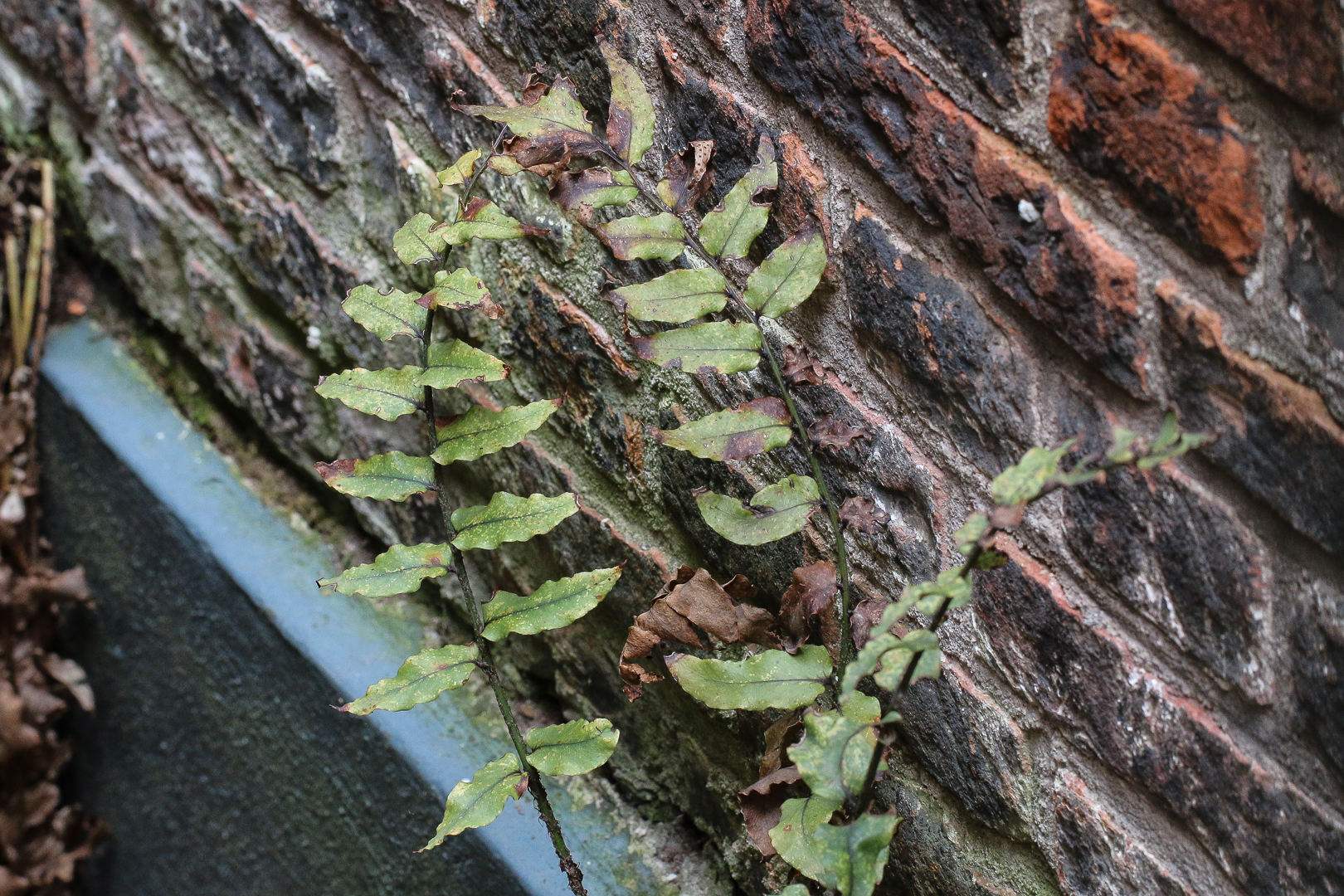 Cyrtomium fortunei (door Wim de Groot)