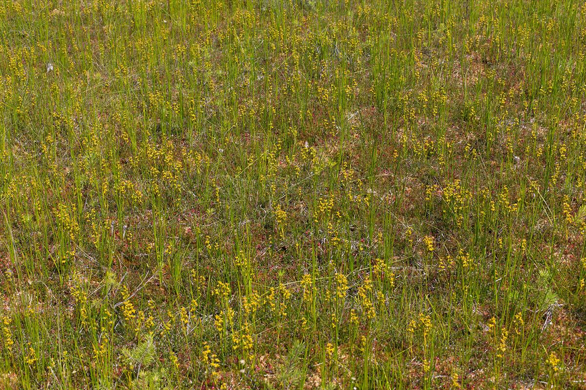 Scheuchzeria palustris (door Bert Blok)