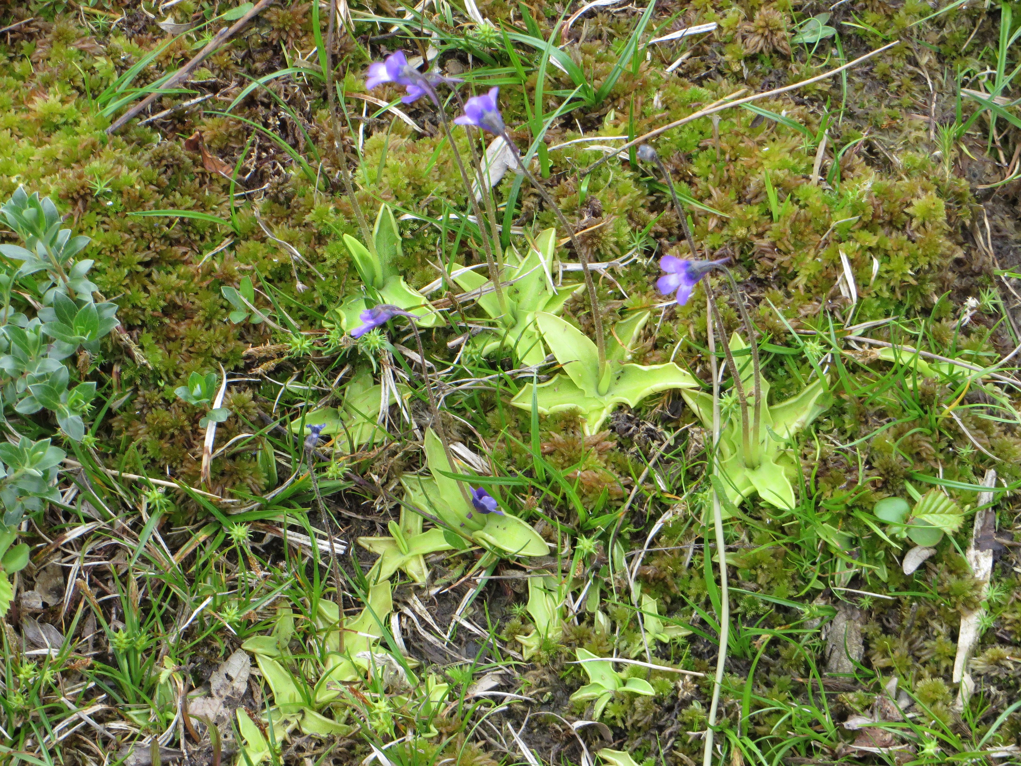 Pinguicula vulgaris (door Han Beeuwkes)