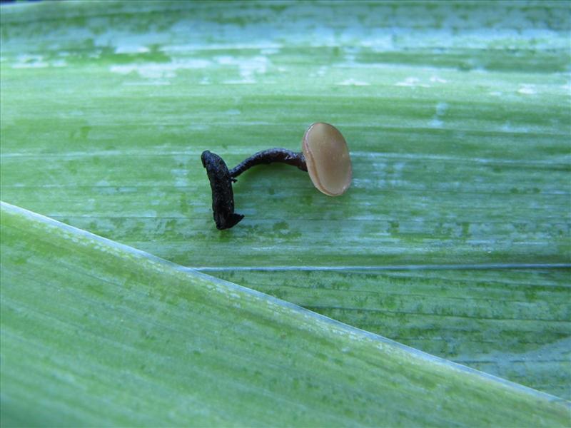 Botryotinia convoluta (door Marian Jagers)