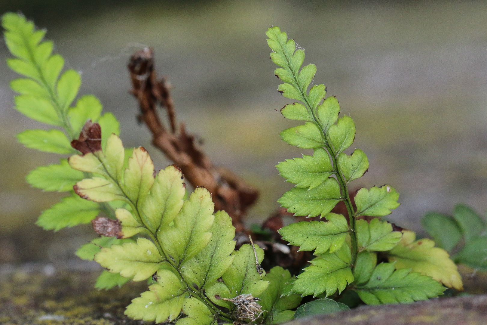 Polystichum luctuosum (door Wim de Groot)