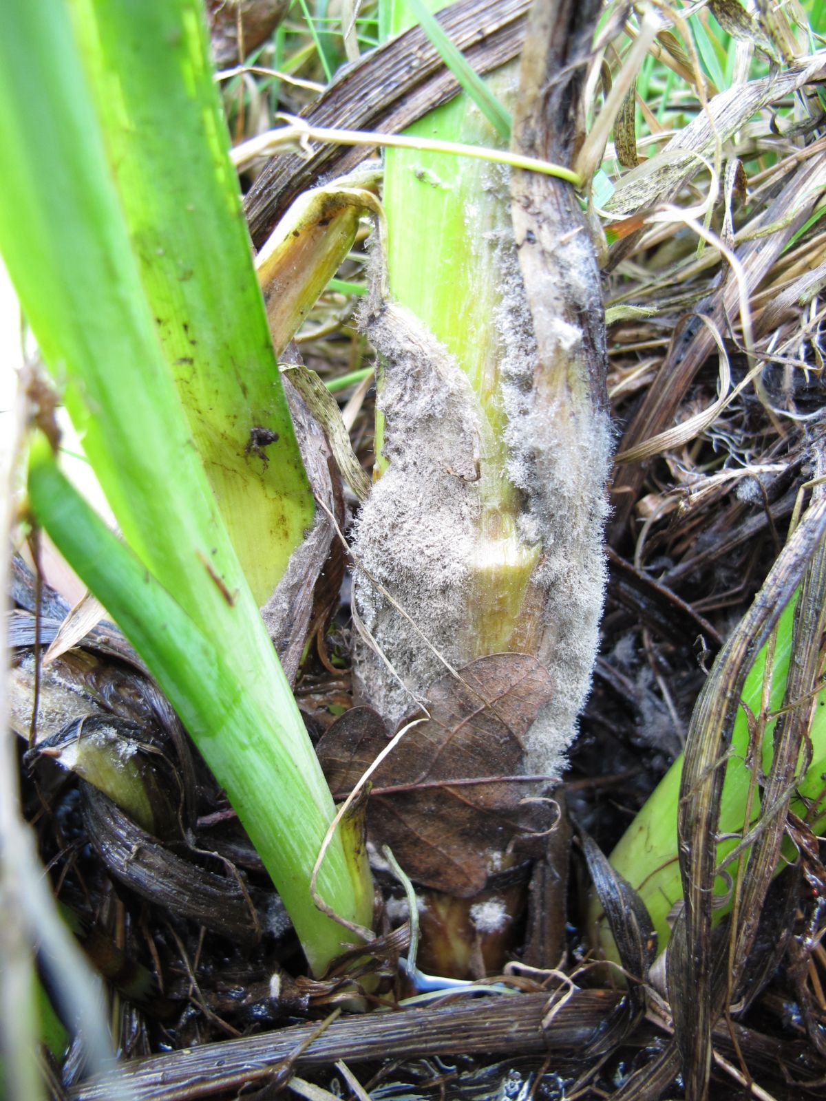 Botryotinia convoluta (door Marian Jagers)