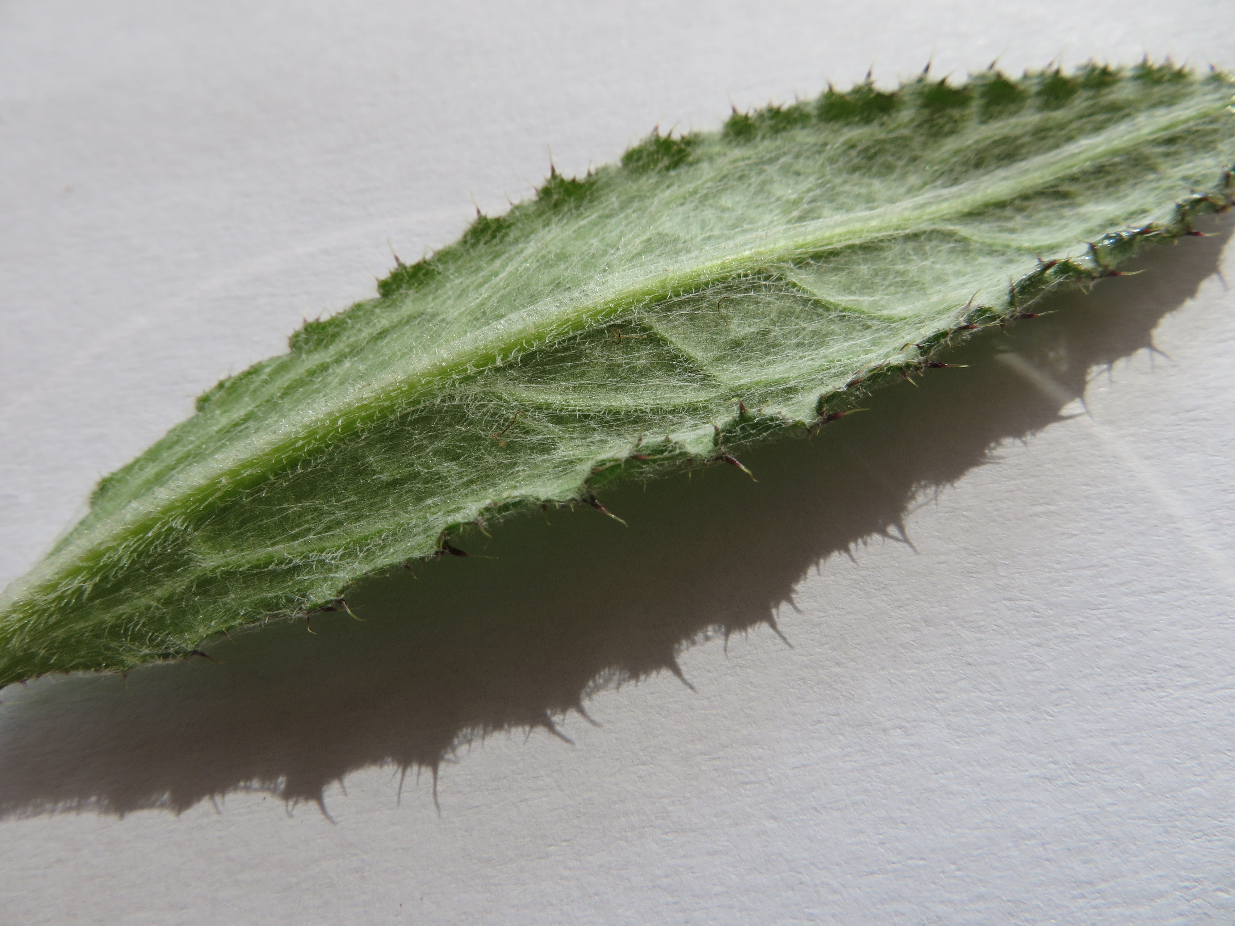 Cirsium dissectum (door Han Beeuwkes)