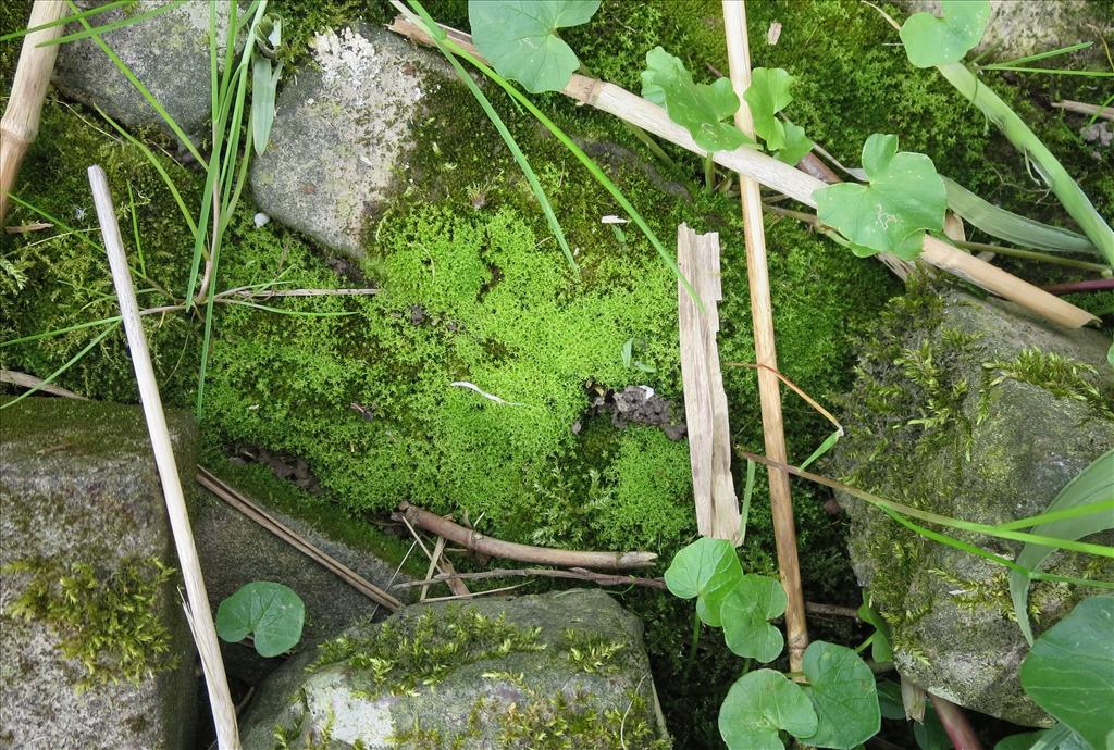 Dichodontium pellucidum (door Koos van der Vaart)