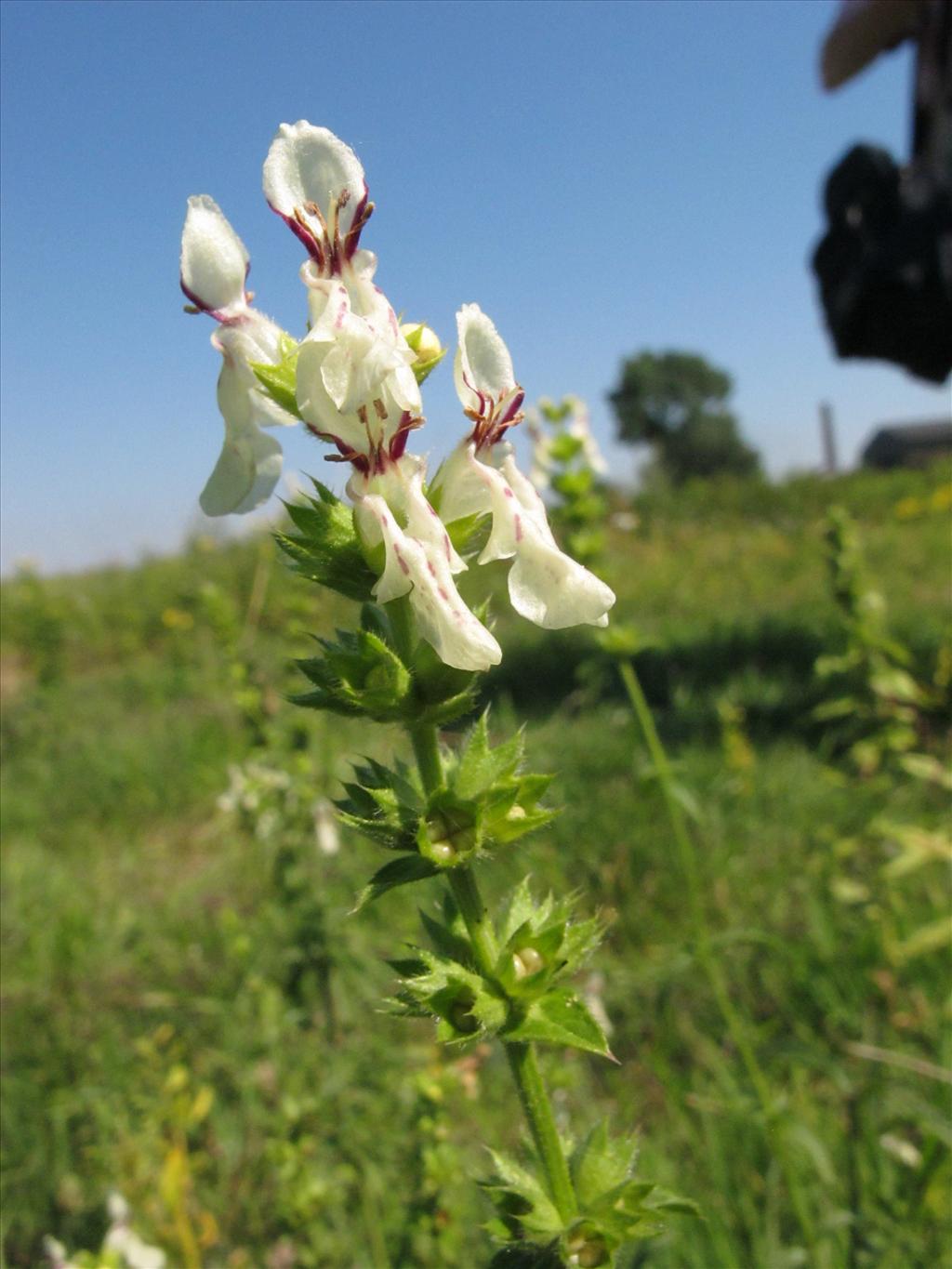 Stachys recta (door Gertjan van Mill)