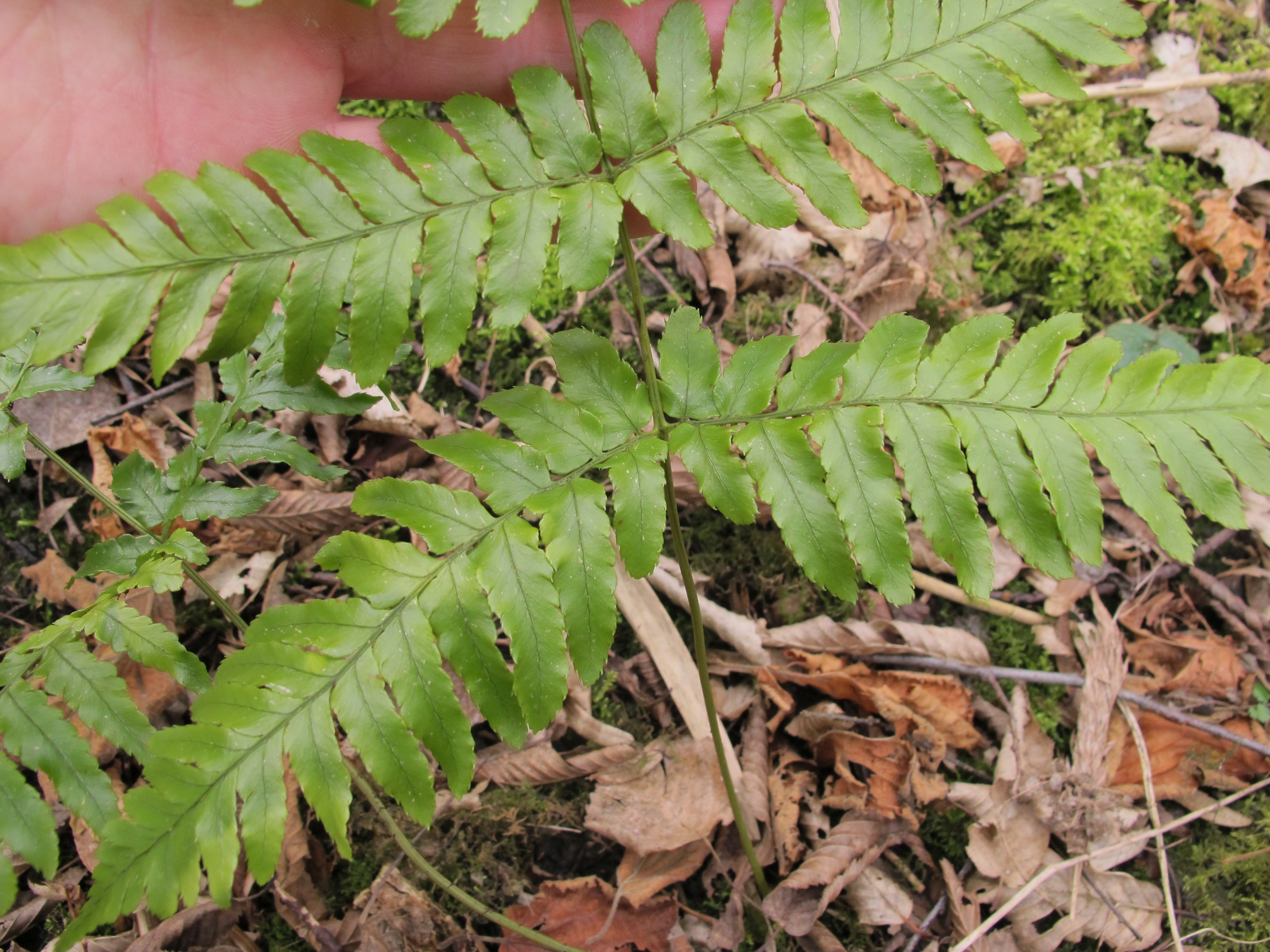 Dryopteris erythrosora (door Sipke Gonggrijp)