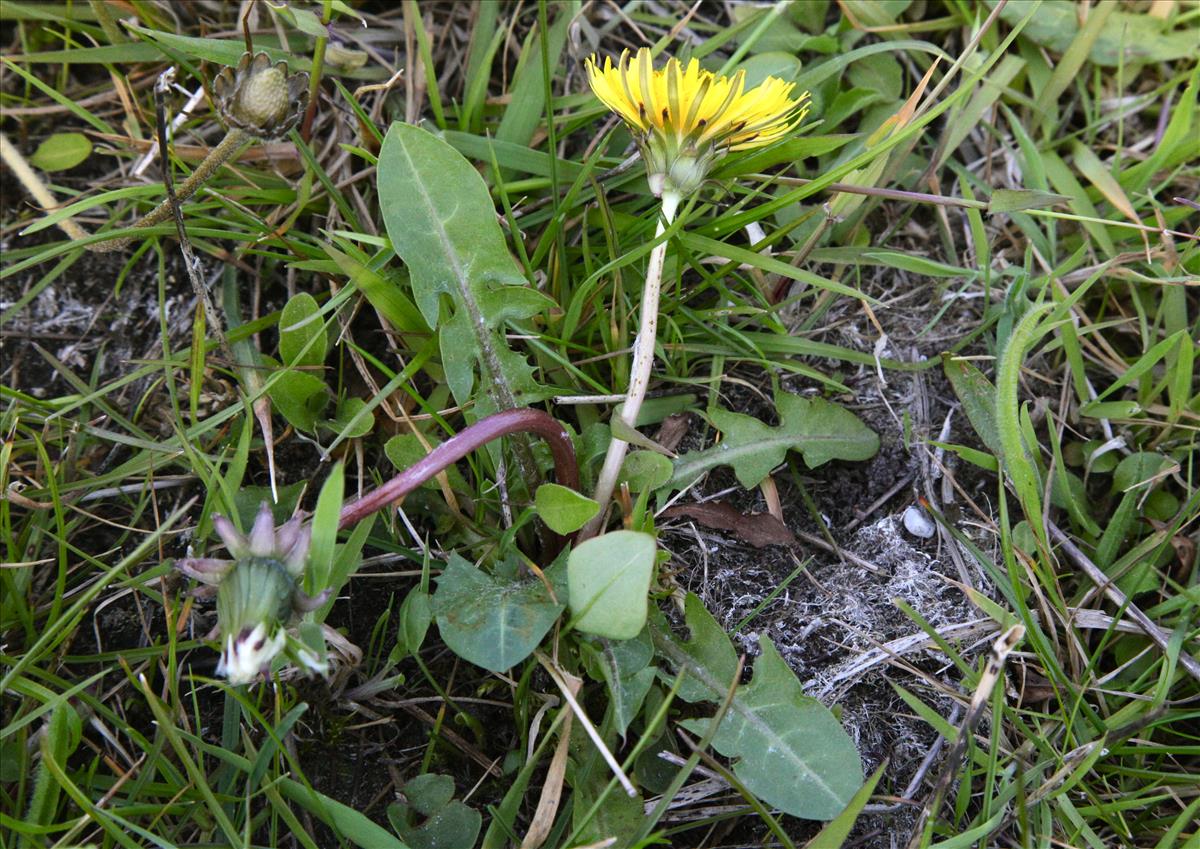 Taraxacum lucidum (door Jelle J. Hofstra)