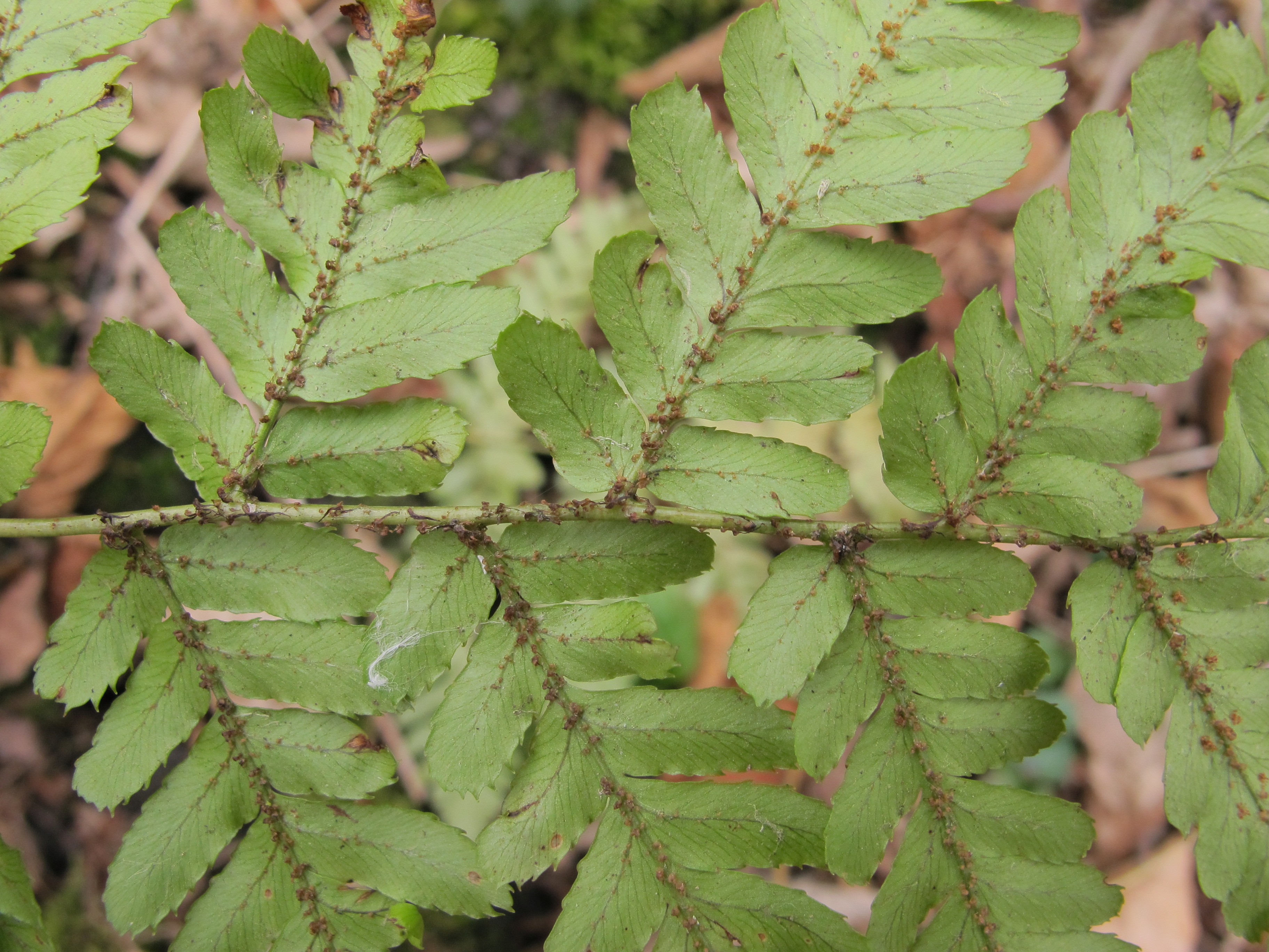 Dryopteris erythrosora (door Sipke Gonggrijp)