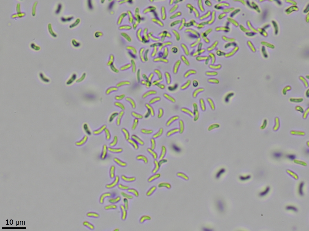 Opegrapha niveoatra (door Lukas Verboom)