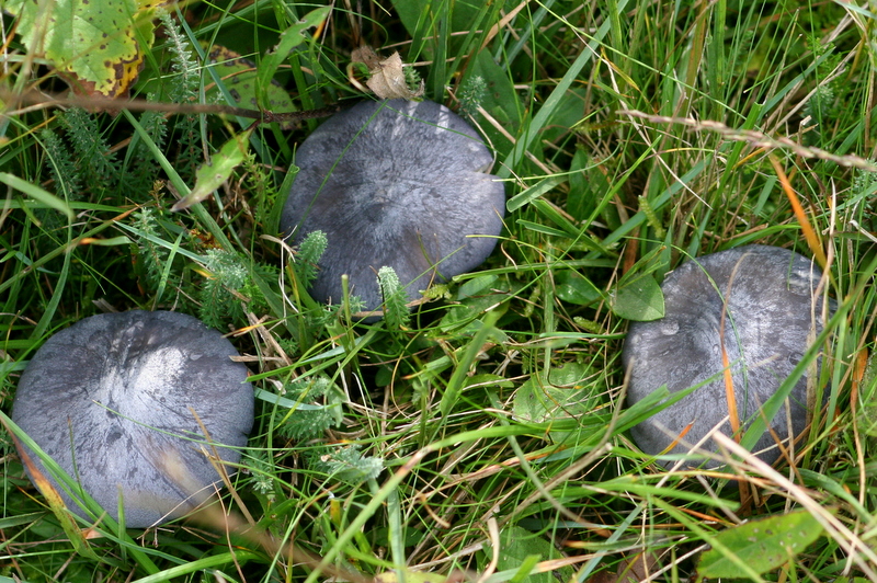 Entoloma bloxamii (door Harry Wouda)