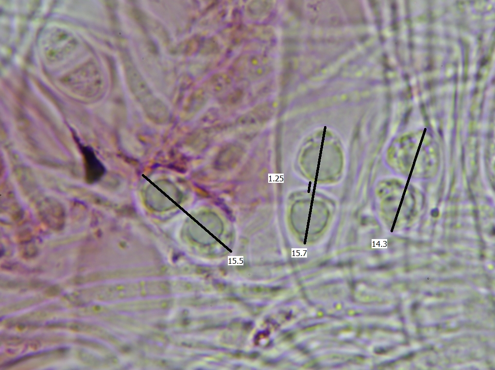 Xanthocarpia fulva (door Lukas Verboom)