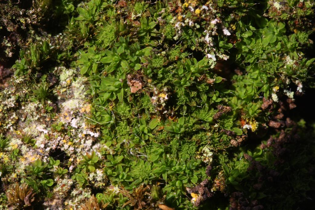 Syntrichia laevipila (door Hans Meijer)