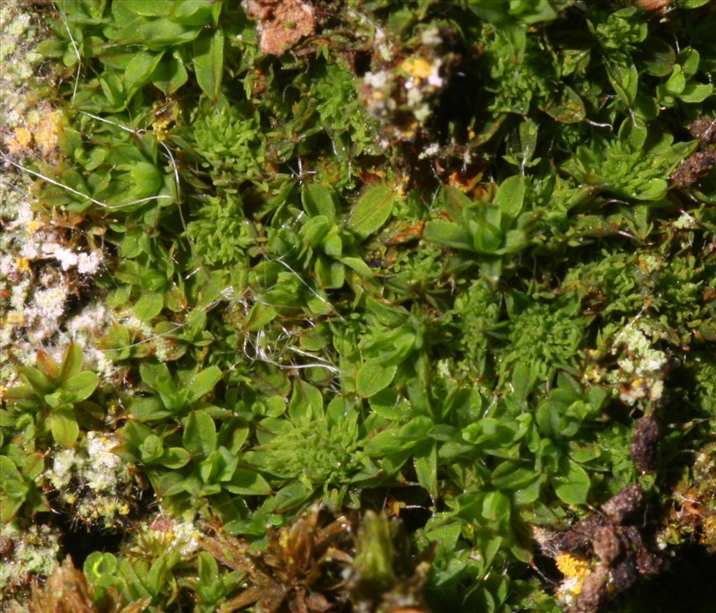 Syntrichia laevipila (door Hans Meijer)